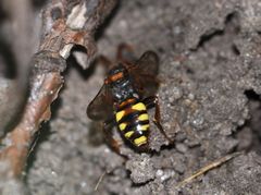 Nomada zonata